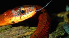 Rhabdophis chrysargoides