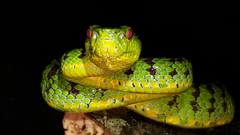 Trimeresurus flavomaculatus