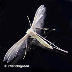 Pterophorus