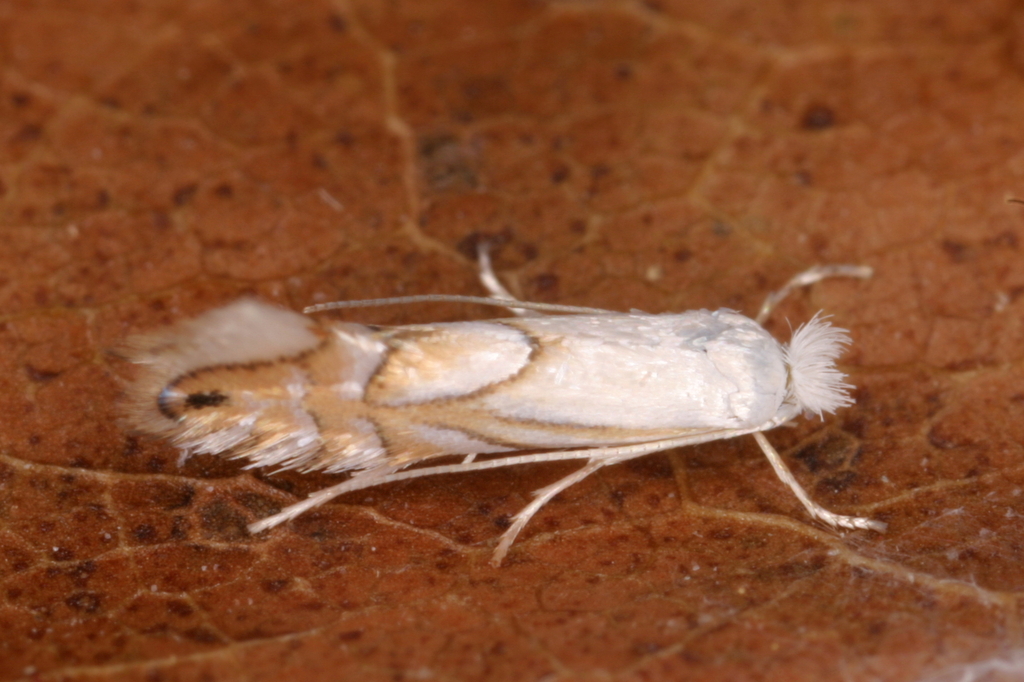 Pale Oak Midget