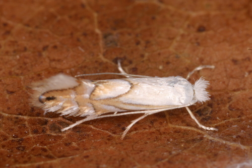 Pale Oak Midget