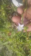 Diodia