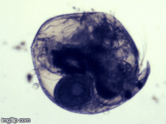 Chydorus sphaericus