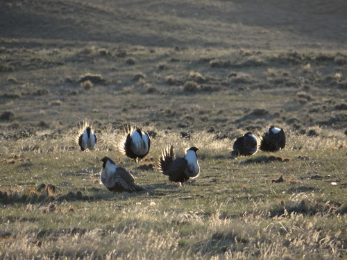 iNaturalist observation 2015-04-18