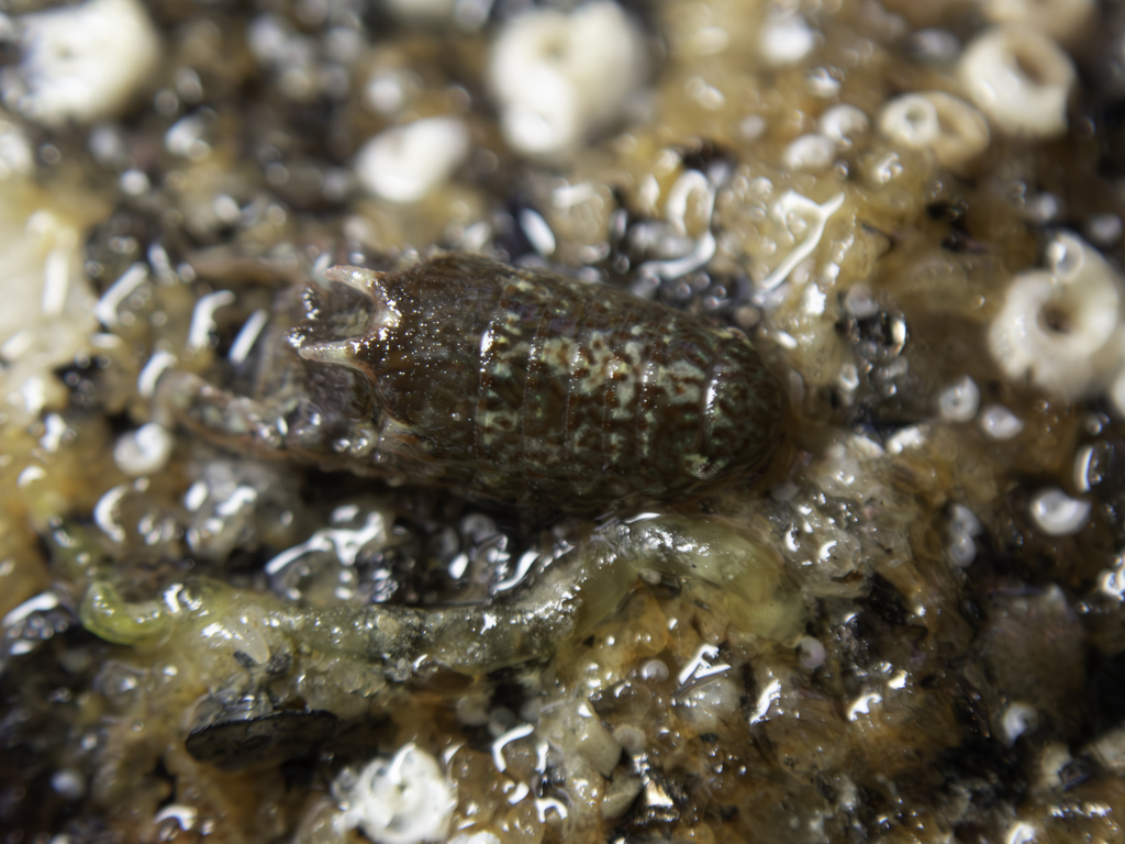 Horned Isopod