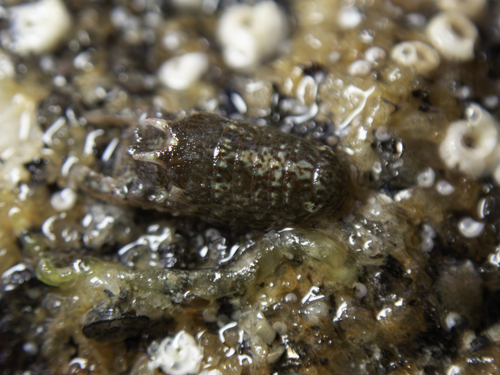 Representative image of Dynamene bidentata