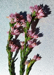 Lamprotis
