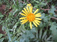 Berkheya erysithales
