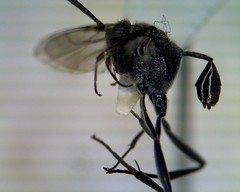 Evania appendigaster