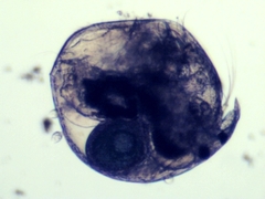 Chydorus sphaericus