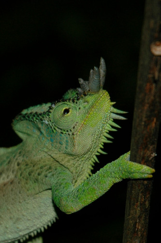 Trioceros quadricornis gracilior