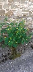 Schöllkraut (Chelidonium majus): Herkunft und Verwendung — Foto 2