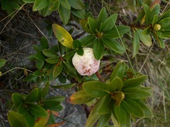 Exobasidium rhododendri image