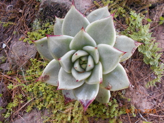 Echeveria agavoides