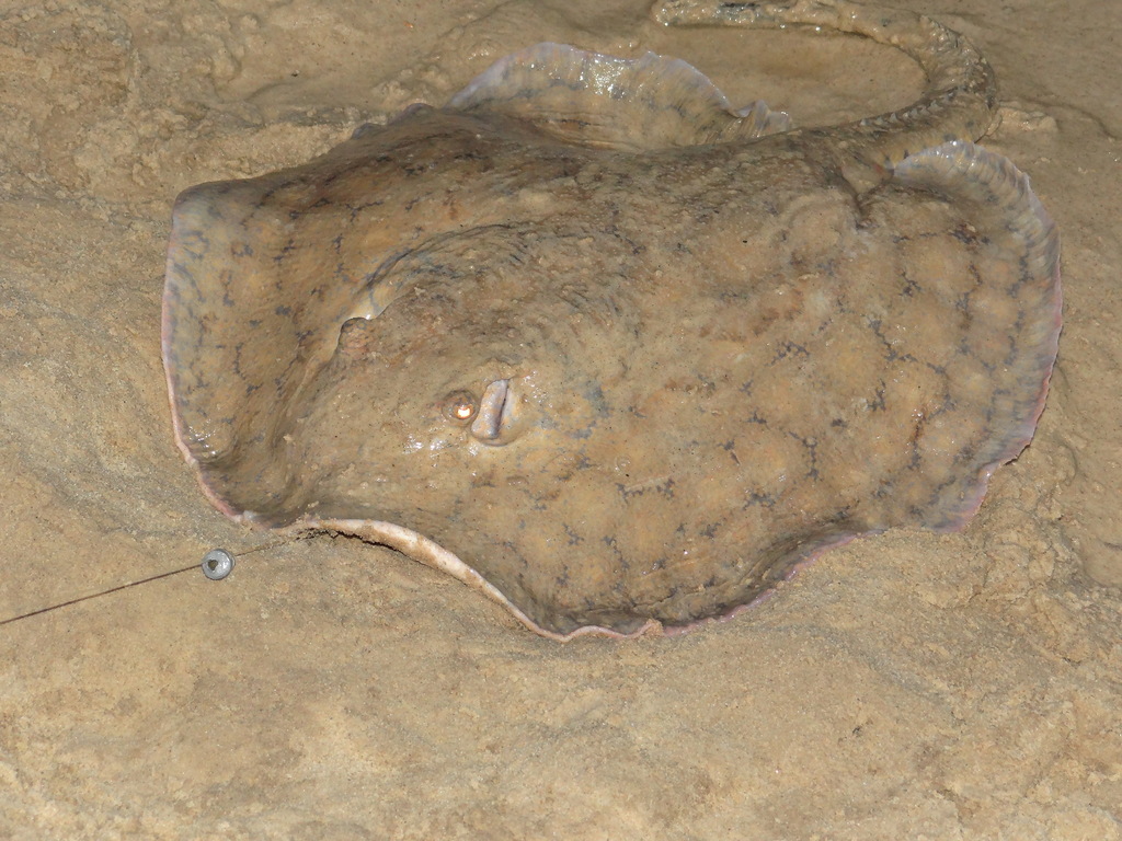 Reticulate Freshwater Stingray