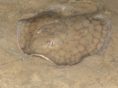 Reticulate Freshwater Stingray photo 1