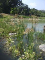 Cyperus malaccensis monophyllus