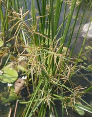 Cyperus malaccensis monophyllus