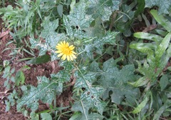 Berkheya erysithales