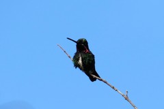 Heliomaster squamosus