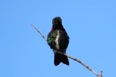 Heliomaster squamosus