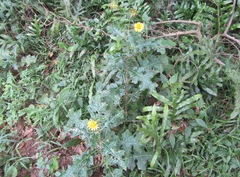 Berkheya erysithales