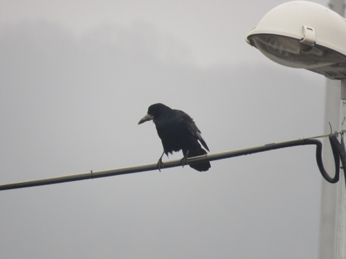 havran čierny (Corvus frugilegus)