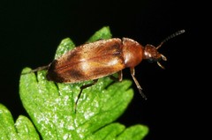 Anaspis