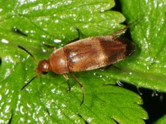 Anaspis