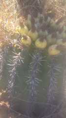 Ferocactus herrerae