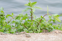 Gymnocoronis spilanthoides