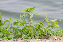 Gymnocoronis spilanthoides