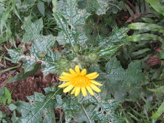 Berkheya erysithales