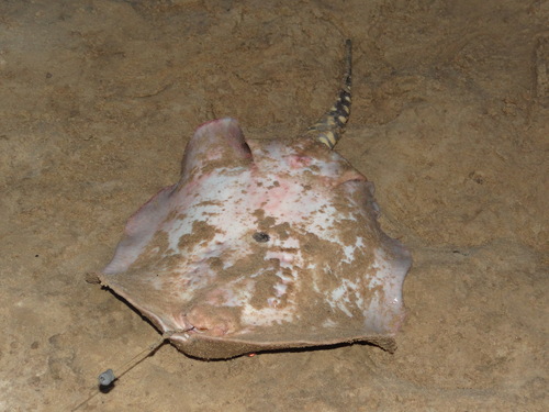 Potamotrygon orbignyi