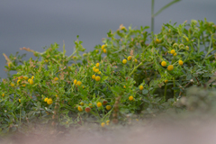 Grangea maderaspatana