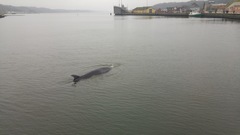 Balaenoptera borealis