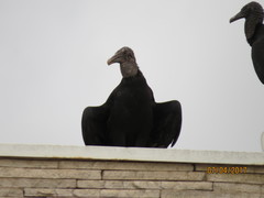 Coragyps atratus