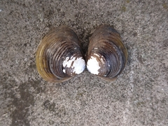 Corbicula fluminea