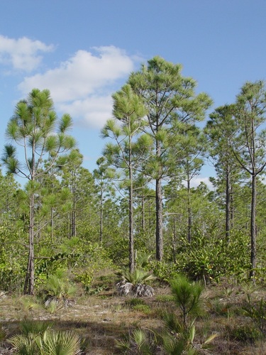 Tropical pine (Pinus tropicalis)