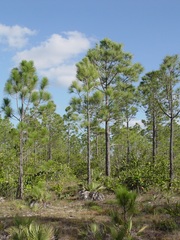 Tropical Pine (Pinus tropicalis)