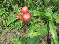Crinum stuhlmannii delagoense