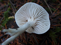 Hygrophorus piceae
