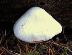 Hygrophorus piceae