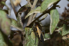 Sephina dorsalis