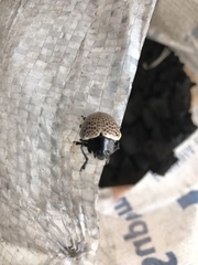 Doryphora punctatissima