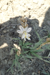 Chlorophytum transvaalense