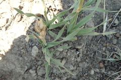 Chlorophytum transvaalense