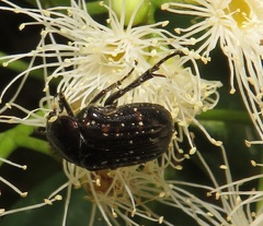 Elaphinis delagoensis