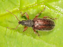 Phyllobius oblongus