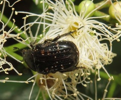 Elaphinis delagoensis